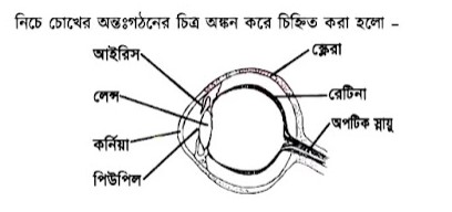 চোখের অন্তঃগঠনের চিহ্নিত চিত্ৰ